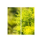 Nura Botanik Limoni Servi 60-120 cm Tüplü Dış Mekan Ağacı, Cupressus Macrocarpa Goldcrest