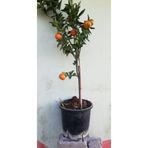 Nura Botanik Mandalina Ağacı 5 Yaş Saksılı