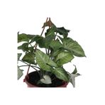 Nura Botanik Melek Kanadı Çiçeği - Ok Başı Sarmaşığı (Syngonium) Askılı Saksı'da