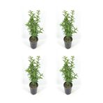 Nura Botanik Melisa Officinalis, 40-60 cm, 4 Adet Saksılı Çiçekli İç/Dış Mekan Bitkisi
