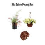 Nura Botanik Mercan Çiçeği (30-60cm) + Sarı Petunya Çiçeği (20-30cm) + 2lt Curf Dekoratif Taş 3'lü Peyzaj Seti
