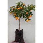 Nura Botanik Meyveli Kamkat Fidanı, 3,5 Yaş, Tüplü, 50-70 cm, Çok Renkli