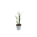 Nura Botanik Mini Japon Şemsiyesi, 5-10 cm, Saksılı İç Mekan Bitkisi