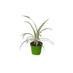 Nura Botanik Mini Kudele (5-10 cm) Saksılı Salon Bitkisi, 1 Adet
