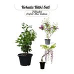 Nura Botanik Mis Kokulu Bitki Seti Laylak-Mor Salkım-Filbahri Çiçeği Bahçe Çiçekleri Saksılı