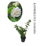 Nura Botanik Mis Kokulu Katlı Ful Yasemin Çiçeği, Saksılı, 30-60cm, Bahçe Bitkisi