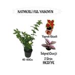 Nura Botanik Mis Kokulu Katmerli Ful Yasemin 40-60cm + Yaprak Güzeli Telgraf Çiçeği Hediyeli