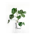 Nura Botanik Monstera Deliciosa, 1 Adet Saksılı, 40-60 cm, Yeşil