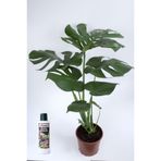 Nura Botanik Monstera Deliciosa, 60-80 cm, 19 cm Saksı Çapı, Deve Tabanı Çiçeği Besin Hediyeli