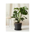 Nura Botanik Monstera Deliciosa Deve Tabanı, 60-80 cm, Orta Boy