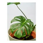 Nura Botanik Monstera Deliciosa Deve Tabanı Bitkisi, 1 Adet Saksılı, 60-100 cm, İç Mekan Salon Bitkisi
