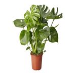 Nura Botanik Monstera Deliciosa Deve Tabanı Bitkisi, Saksılı, 60-80cm, Yeşil, İç Mekan Salon Bitkisi
