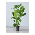 Nura Botanik Monstera Deliciosa Deve Tabanı Çiçeği, 1 Adet Saksılı, 60-100 cm, İç Mekan Salon Bitkisi