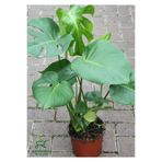 Nura Botanik Monstera Deliciosa, Deve Tabanı Çiçeği, Salon Ofis Bitkisi, Yeşil