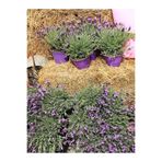 Nura Botanik Mor Lavanta, 20-60 cm, 5 Adet Saksılı Çiçekli İç/Dış Mekan Bitkisi