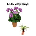 Nura Botanik Mor Renk Sardunya Çiçeği Sevgililer Gününe Özel Kurdele Çiçeği HEDİYELİ