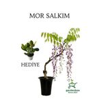 Nura Botanik Mor Salkım Ağacı Fidanı Sarmaşık, 40-60 cm, Saksılı, Yeşim Para Çiçeği Hediye Seti