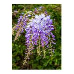 Nura Botanik Mor Salkım Çiçeği Sarmaşık, 1 Adet Saksılı, 40-60 cm, Wisteria Sinensis