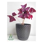 Nura Botanik Mor Süs Yoncası Çiçeği 20-30Cm 1 ADET Canlı Çiçel Oxalis triangularis