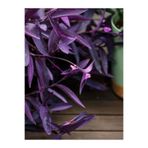 Nura Botanik Mor Telgraf Çiçeği, 1 Adet Saksılı, 10-20cm, İç Mekan Bitkisi, Tradescantia Pallida
