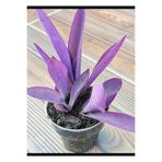 Nura Botanik Mor Telgraf Karasevda Çiçeği, 10-20 cm, Tradescantia, Saksı Çapı 20 cm