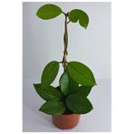 Nura Botanik Mum Çiçeği Hoya Carnosa, 1 Metre, Kokulu Çiçekleri, Pembe Beyaz, İç Mekan Bitkisi