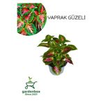 Nura Botanik Nadir Tür Kolyos Yaprak Güzeli, 1 Adet Saksılı, 10-20 cm, Yeşil-Kırmızı