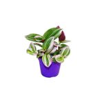Nura Botanik Nanouk Tradescantia Pembe Alacalı Telgraf Çiçeği, 10-20cm, Saksılı, İç Mekan Bitkisi