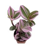 Nura Botanik Nanouk Tradescantia Telgraf Çiçeği, Mini Saksılı, 10-15cm, Pembe