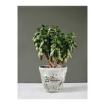 Nura Botanik Para Çiçeği Crassula Ovata, Dekoratif Canlı Sukulent, 15-25 cm, İç Mekan