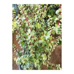 Nura Botanik Para Çiçeği Fidanı, 15-35 cm, Saksılı, Yeşil