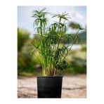 Nura Botanik Parlak Yapraklı Japon Şemsiyesi Bitkisi, Cyperus Alternifolius, 30-50 cm, Saksılı