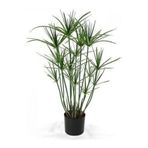 Nura Botanik Parlak Yapraklı Japon Şemsiyesi Bitkisi, Cyperus Alternifolius, 40-60 cm, Saksılı, 1 Adet