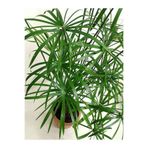 Nura Botanik Parlak Yapraklı Japon Şemsiyesi Bitkisi, Saksılı, 40-60 cm, Cyperus Alternifolius