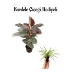 Nura Botanik Parlak Yapraklı Pembe Renkli Kauçuk Bitkisi Sevgililer Gününe Özel Kurdele Çiçeği HEDİYELİ