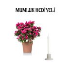 Nura Botanik Pembe Açelya Çiçeği, Mumluk Hediyeli