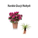 Nura Botanik Pembe Açelya Çiçeği, Saksı Bitkisi, Hediyeli