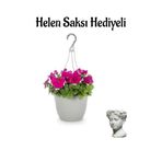 Nura Botanik Pembe Askılı Petunya Bitkisi, Helen Saksı, Sevgililer Günü Hediyeli