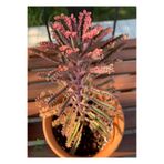 Nura Botanik Pembe Aşkın Gözyaşı Çiçeği, 10-20 cm, Saksılı