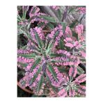 Nura Botanik Pembe Aşkın Gözyaşı Çiçeği, 5-15 cm Saksılı, Butterflies Kalanchoe