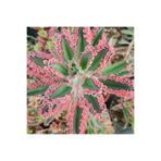 Nura Botanik Pembe Aşkın Gözyaşı Çiçeği, 5.5 cm Saksıda, 5-15 cm Değişen Boyutta