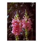 Nura Botanik Pembe Aslan Ağzı Çiçeği Fidesi, 10-20cm, Tüplü, Antirrhinum Majus