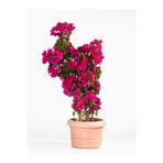 Nura Botanik Pembe Begonvil Çiçeği, 25-50 cm, 1 Adet Saksılı Bahçe Balkon Bitkisi
