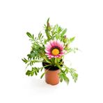 Nura Botanik Pembe-Beyaz Gazanya Çiçeği, Saksılı, 15-25 cm, Çiçekli Balon Bitkisi