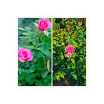 Nura Botanik Pembe Bodur Gül Fidanı, 20-40 cm, Tüplü, Çiçekli