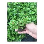 Nura Botanik Pembe Buz Çiçeği Fidesi, 40 Adet, Saksılı Tüplü, 5-10 cm, Yer Örtücü Bitki, Delosperma