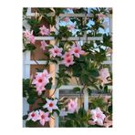 Nura Botanik Pembe Çiçekli Mandevilla, 30-60 cm, Sandavilla Bahçe ve Balkon İçin Zarif Sarmaşık