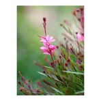 Nura Botanik Pembe Gaura Çiçeği Fidanı, 15-45 cm, Tüplü, Lindheimeri