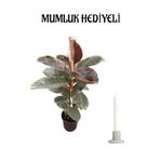 Nura Botanik Pembe Kauçuk Bitkisi, Salon Ofis Bitkisi, Mumluk Hediyeli