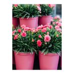 Nura Botanik Pembe Kokulu Karanfil Fidanı, 1 Adet, Saksılı, 15-30 cm, Salon Bitkisi